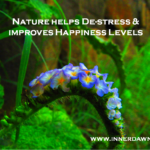 Inner Dawn Counselling – Nature and Happiness