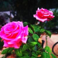 Slow down and smell the roses. Six simple ways to start living